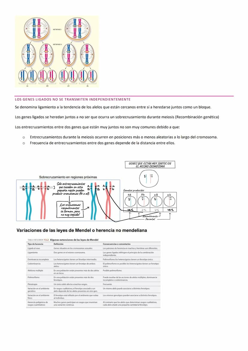 TEMA 10. HERENCIA GENÉTICA
PRINCIPIOS BÁSICOS DE LA HERENCIA
La herencia, es la transmisión de información genética de progenitores a su des