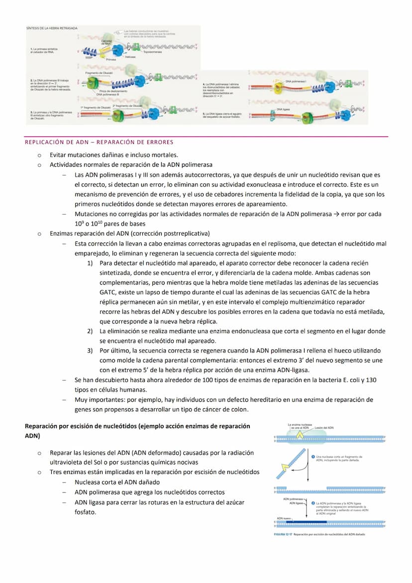 TEMA 10. HERENCIA GENÉTICA
PRINCIPIOS BÁSICOS DE LA HERENCIA
La herencia, es la transmisión de información genética de progenitores a su des