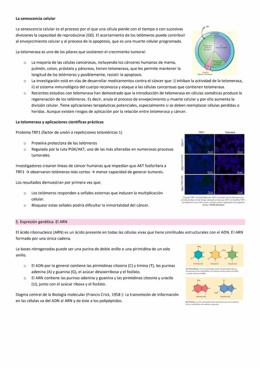 TEMA 10. HERENCIA GENÉTICA
PRINCIPIOS BÁSICOS DE LA HERENCIA
La herencia, es la transmisión de información genética de progenitores a su des