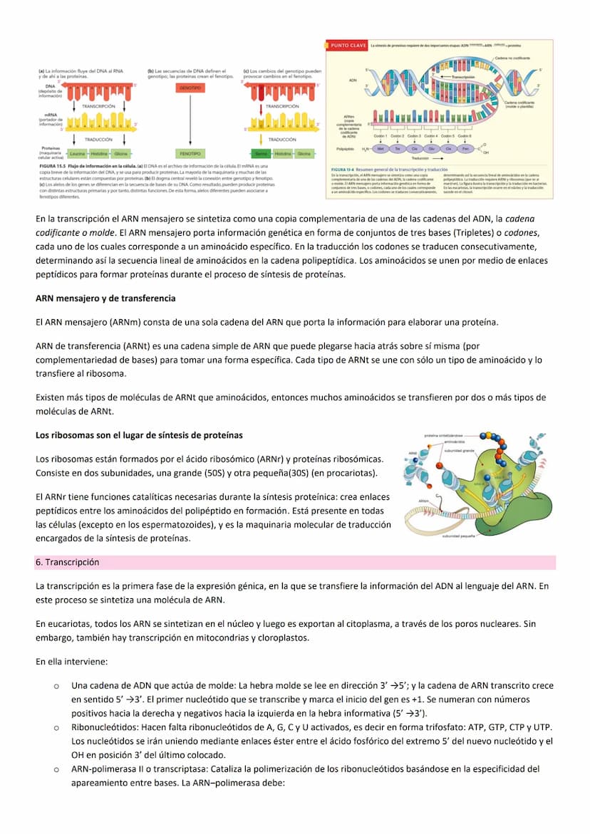 TEMA 10. HERENCIA GENÉTICA
PRINCIPIOS BÁSICOS DE LA HERENCIA
La herencia, es la transmisión de información genética de progenitores a su des