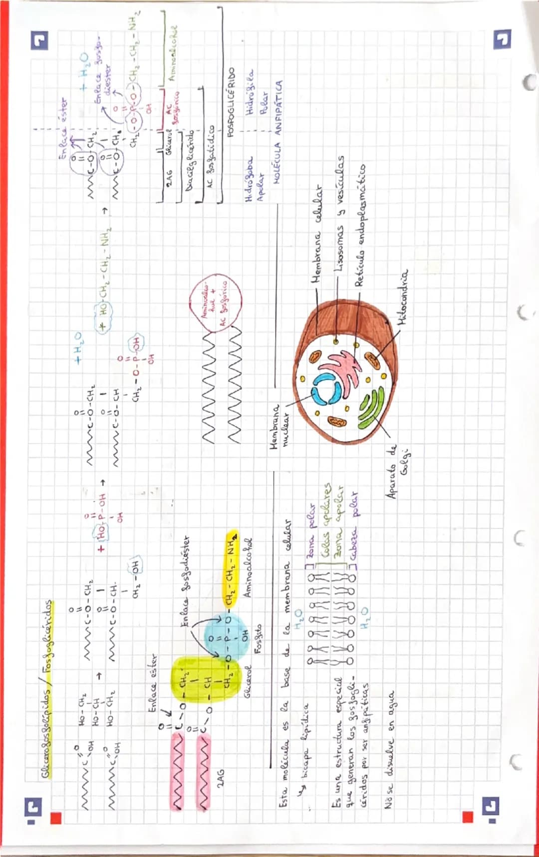 # LÍPIDOS grasas

Formados por C, H Y O (a veces, también P, N S)

Grupo muy heterogénco

*   Tacto y aspecto graso (brillante y grasiento)
