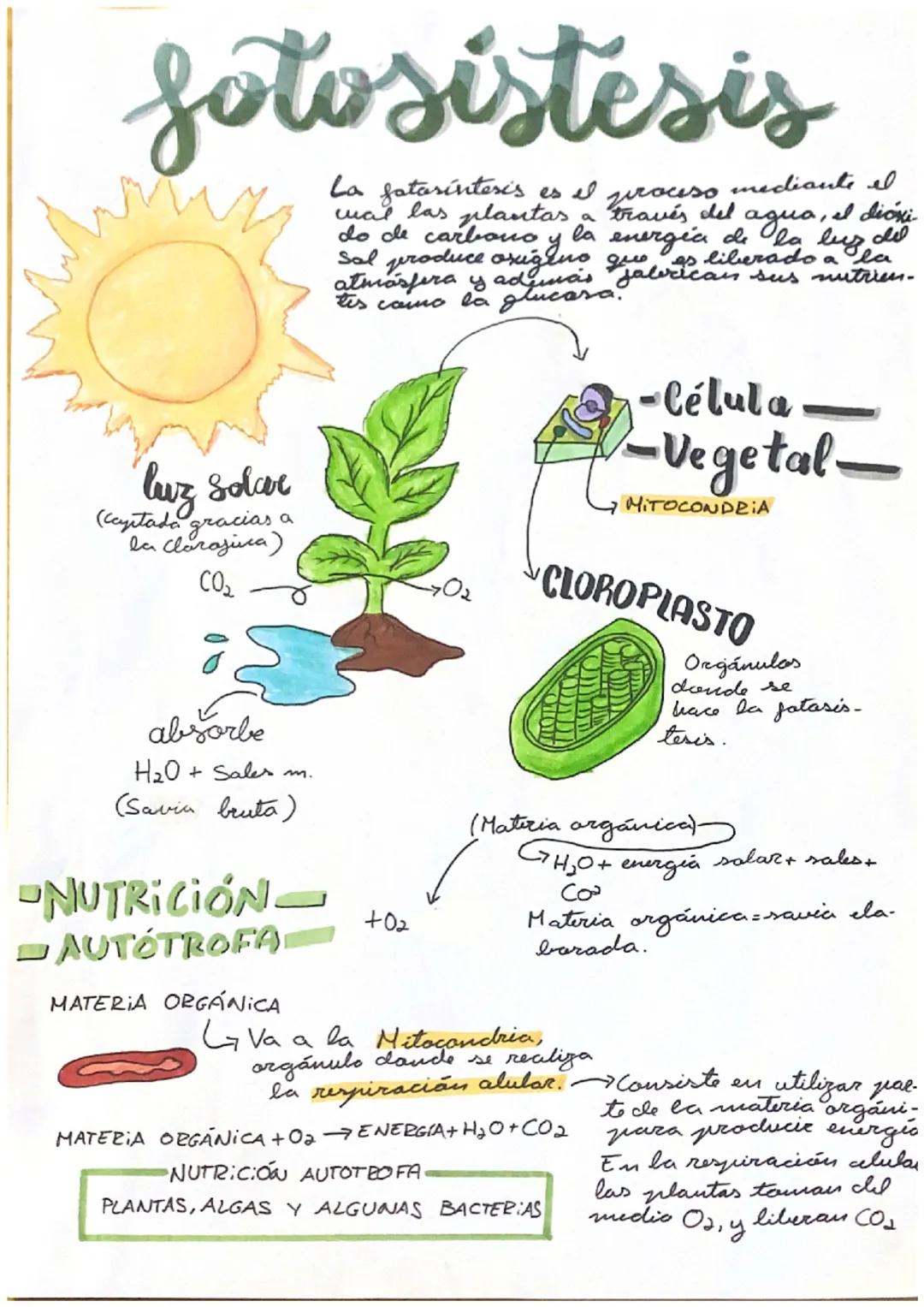 fotosistesis
La fatarintesis es el va mediante el
cual las plantas,
do de carbono
energia
agua, el dioxi
de la luz de
Sal produce oxigeno ja