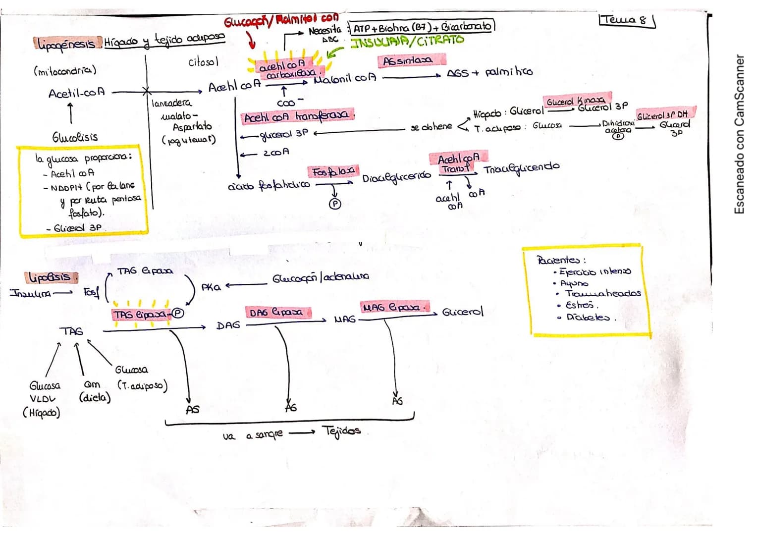 Lipogenesis Higado y tejido adiposo
citosol
(mitocondria)
Acetil-coA
1
Glucolisis
la glucosa proporciona:
- Acetilco A
- NADPH (por la lans
