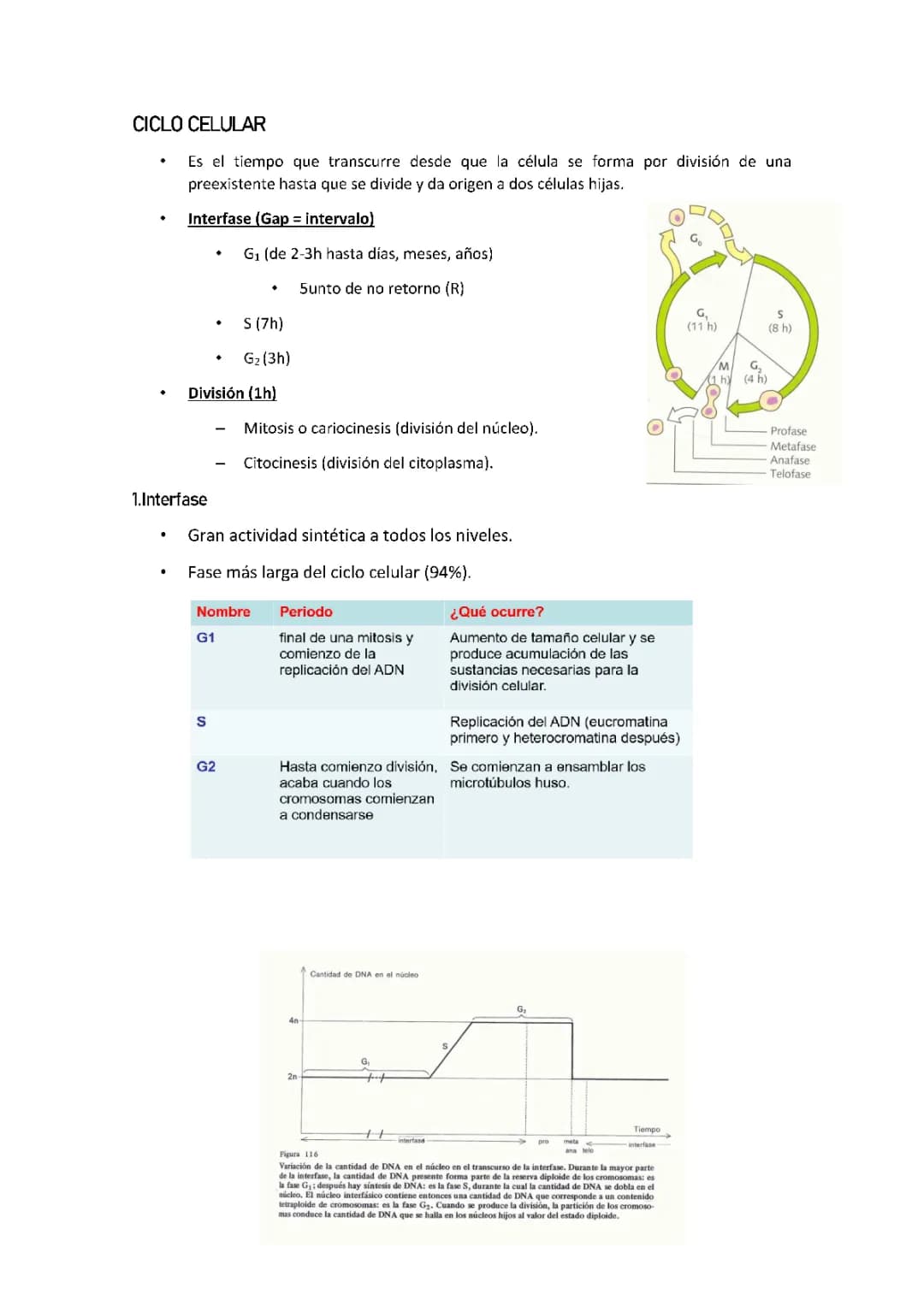 Mitosis y meiosis