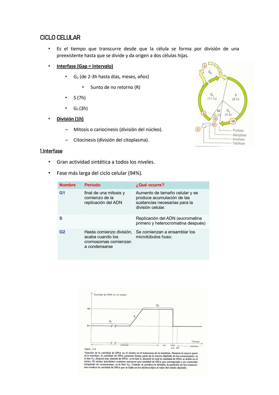 CICLO CELULAR
Es el tiempo que transcurre desde que la célula se forma por división de una
preexistente hasta que se divide y da origen a do