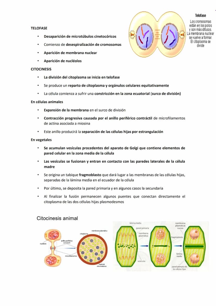 CICLO CELULAR
Es el tiempo que transcurre desde que la célula se forma por división de una
preexistente hasta que se divide y da origen a do