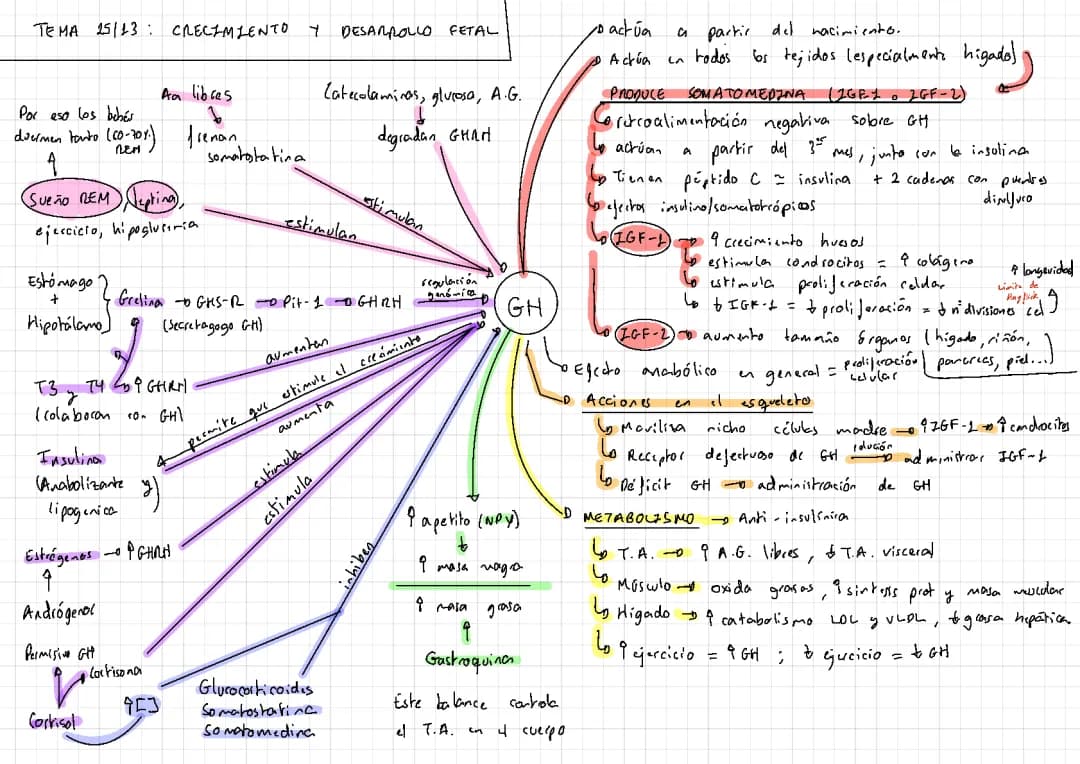 Todo sobre la Hormona del Crecimiento: PDF, Regulación y Experiencias