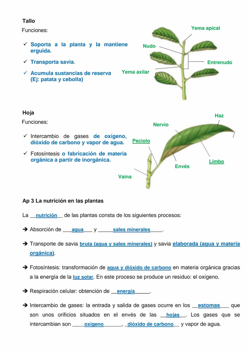 --- OCR Start ---
RESUMEN TEMA 9: EL REINO PLANTAS
Ap 1 Características generales
Las plantas son organismos
pluricelulares
formados por cél