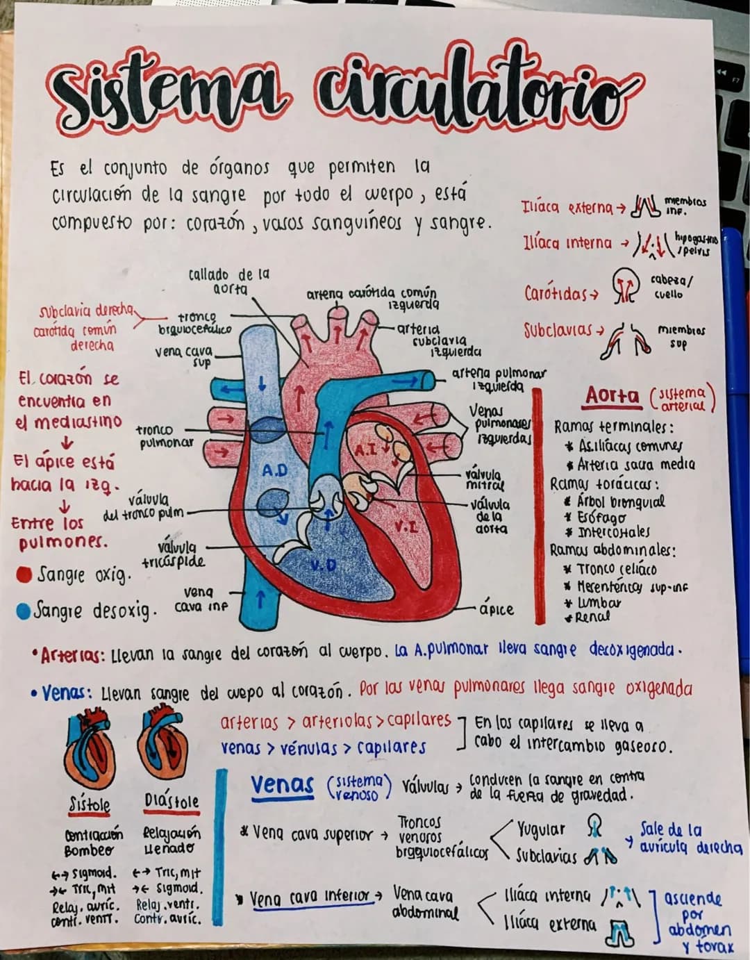 Sistema circulatorio
Es el conjunto de órganos que permiten la
circulación de la sangre por todo el werpo, está
compuesto por: corazón, vaso