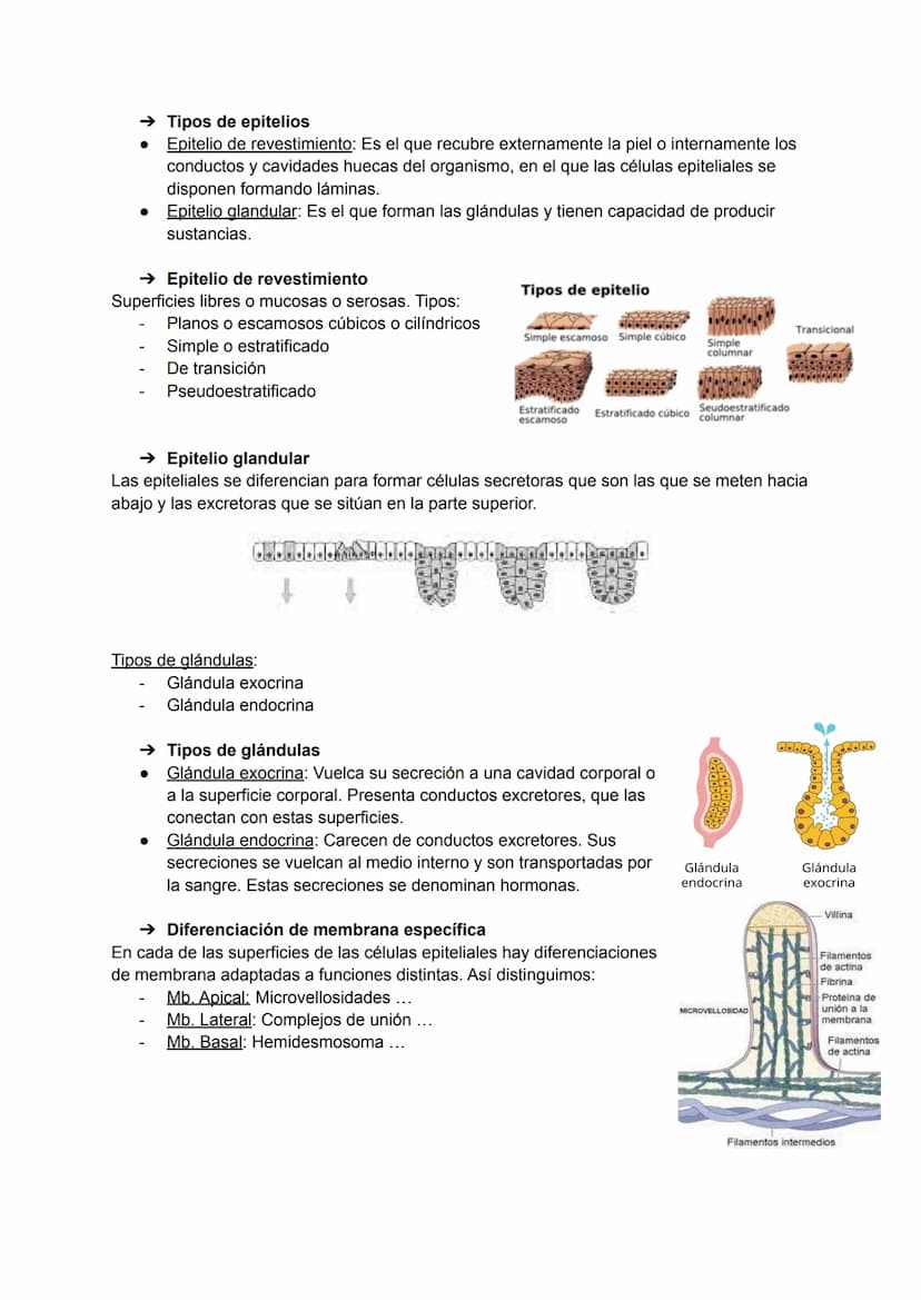 TEMA 2: HISTOLOGÍA
La histología es la ciencia que estudia todo lo relacionado con los tejidos orgánicos: su
estructura microscópica, su des