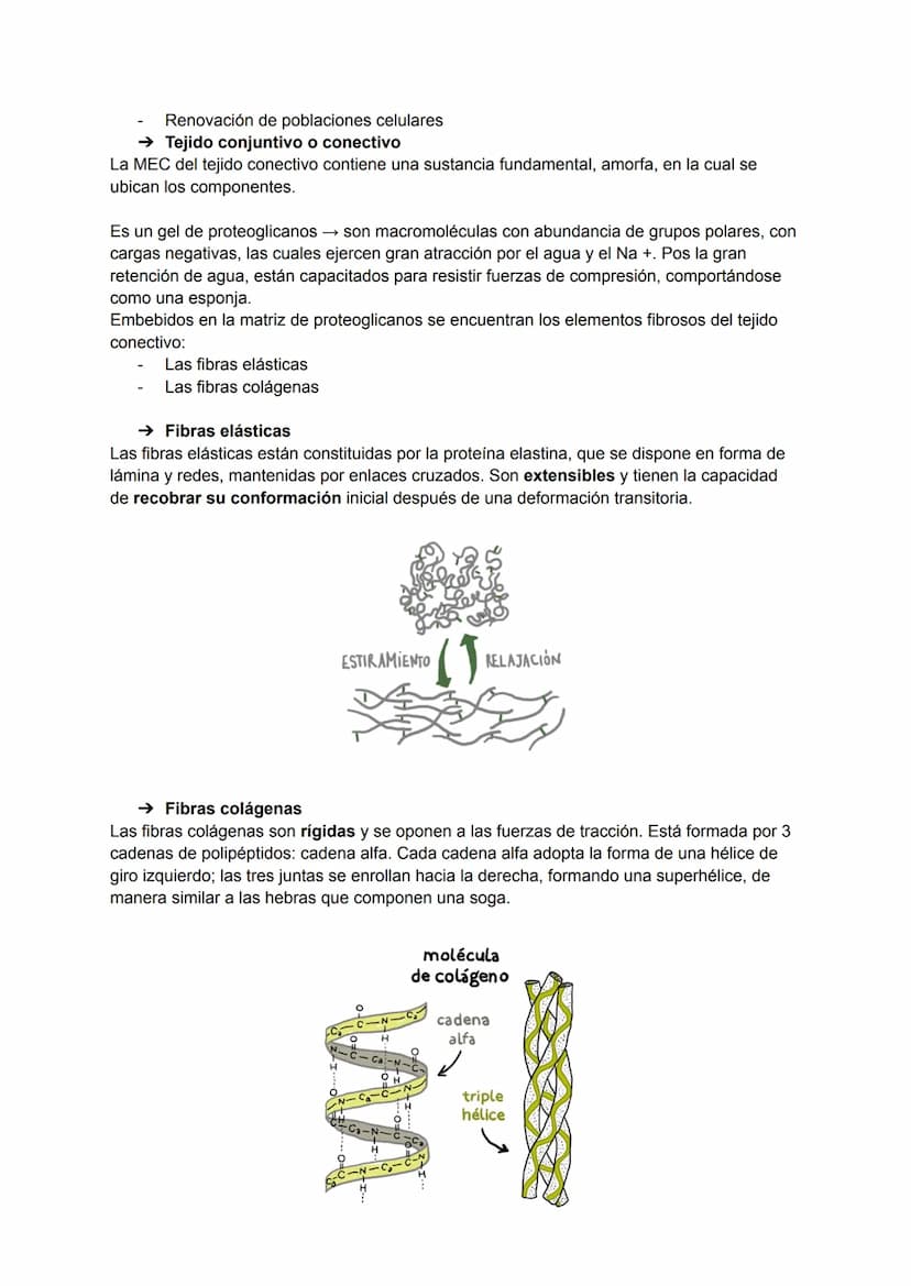 TEMA 2: HISTOLOGÍA
La histología es la ciencia que estudia todo lo relacionado con los tejidos orgánicos: su
estructura microscópica, su des