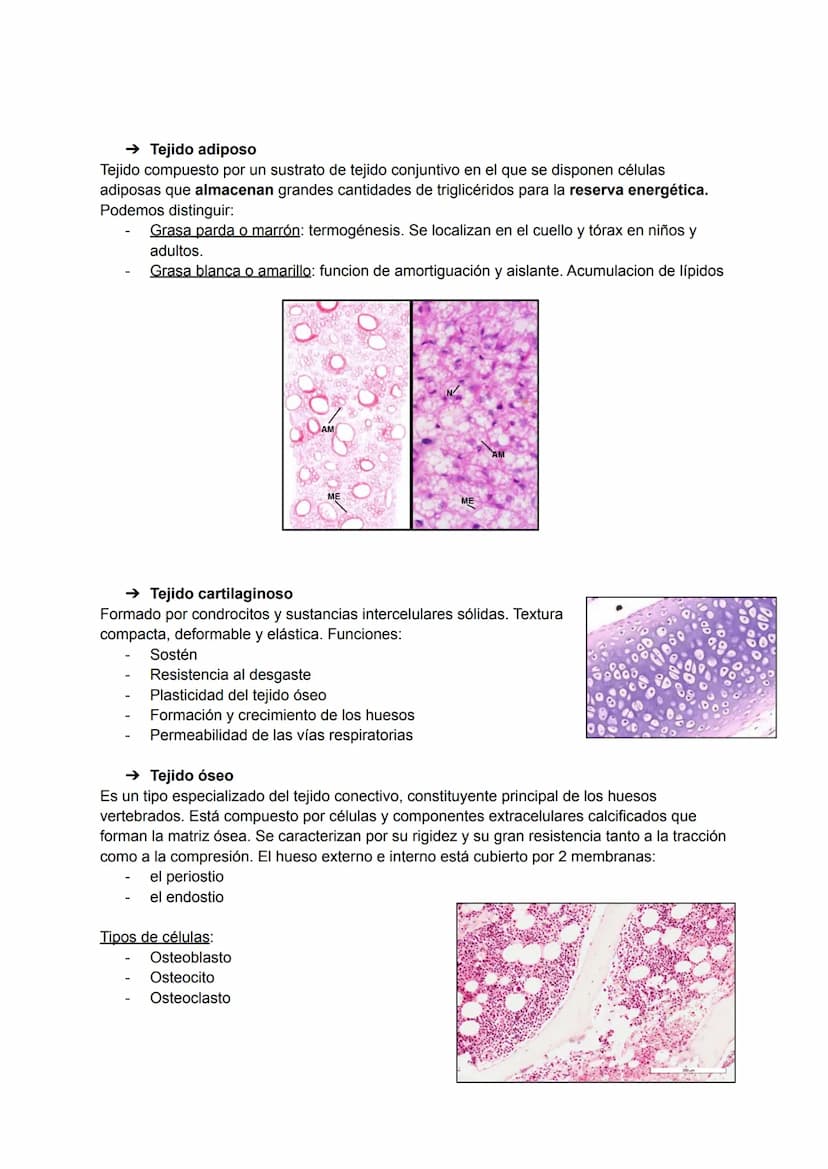 TEMA 2: HISTOLOGÍA
La histología es la ciencia que estudia todo lo relacionado con los tejidos orgánicos: su
estructura microscópica, su des