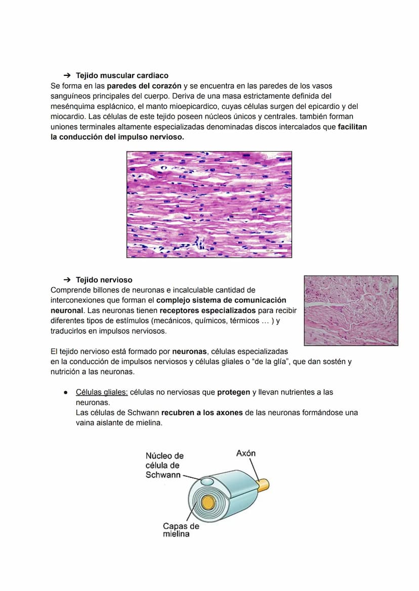 TEMA 2: HISTOLOGÍA
La histología es la ciencia que estudia todo lo relacionado con los tejidos orgánicos: su
estructura microscópica, su des