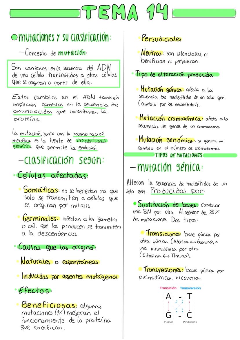 omutaciones
TEMA 14
y su clasificación:
- Concepto de mutación:
Son cambios en la secuencia del ADN
de una célula transmitidos a otras célul