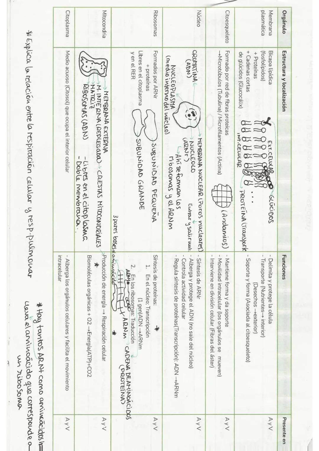 "Tema 0": El método científics
Es una serie de pasos ordenados y rigurosos que llevan a cabo los
científicos para generar
conocimiento.
1. O