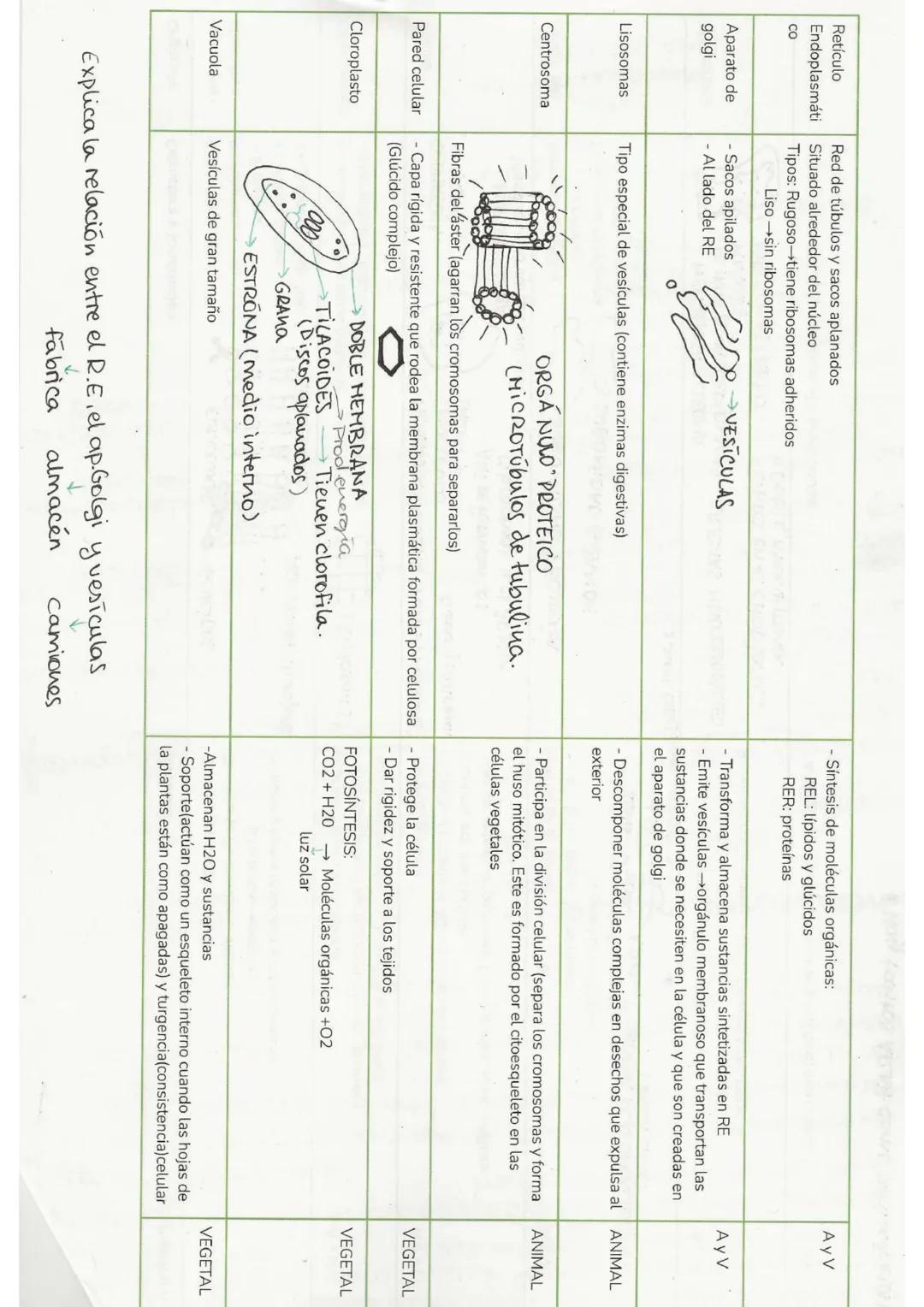 "Tema 0": El método científics
Es una serie de pasos ordenados y rigurosos que llevan a cabo los
científicos para generar
conocimiento.
1. O