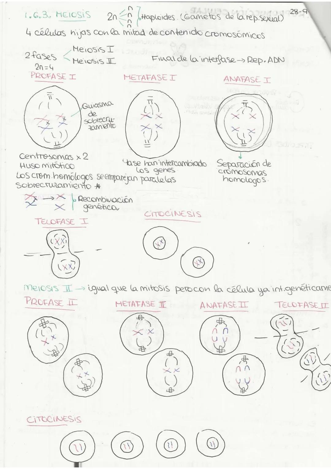 "Tema 0": El método científics
Es una serie de pasos ordenados y rigurosos que llevan a cabo los
científicos para generar
conocimiento.
1. O