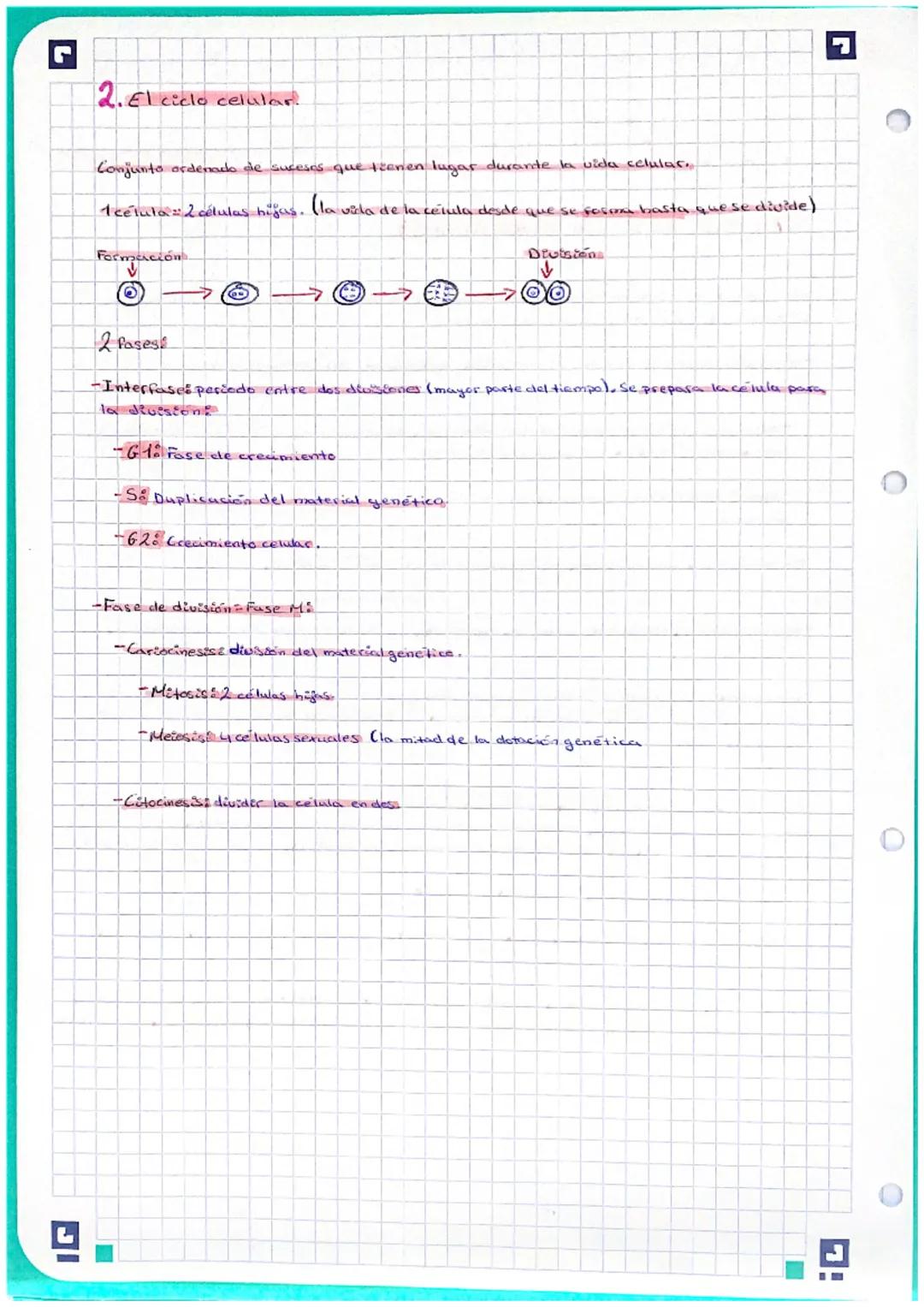 Victoria Moreno Ivars 4-0 Repas examen.
Biologia.
# Tema7: El ciclo celular y los cromosomas

## 1. El núcleo de las células eucariotas

El 