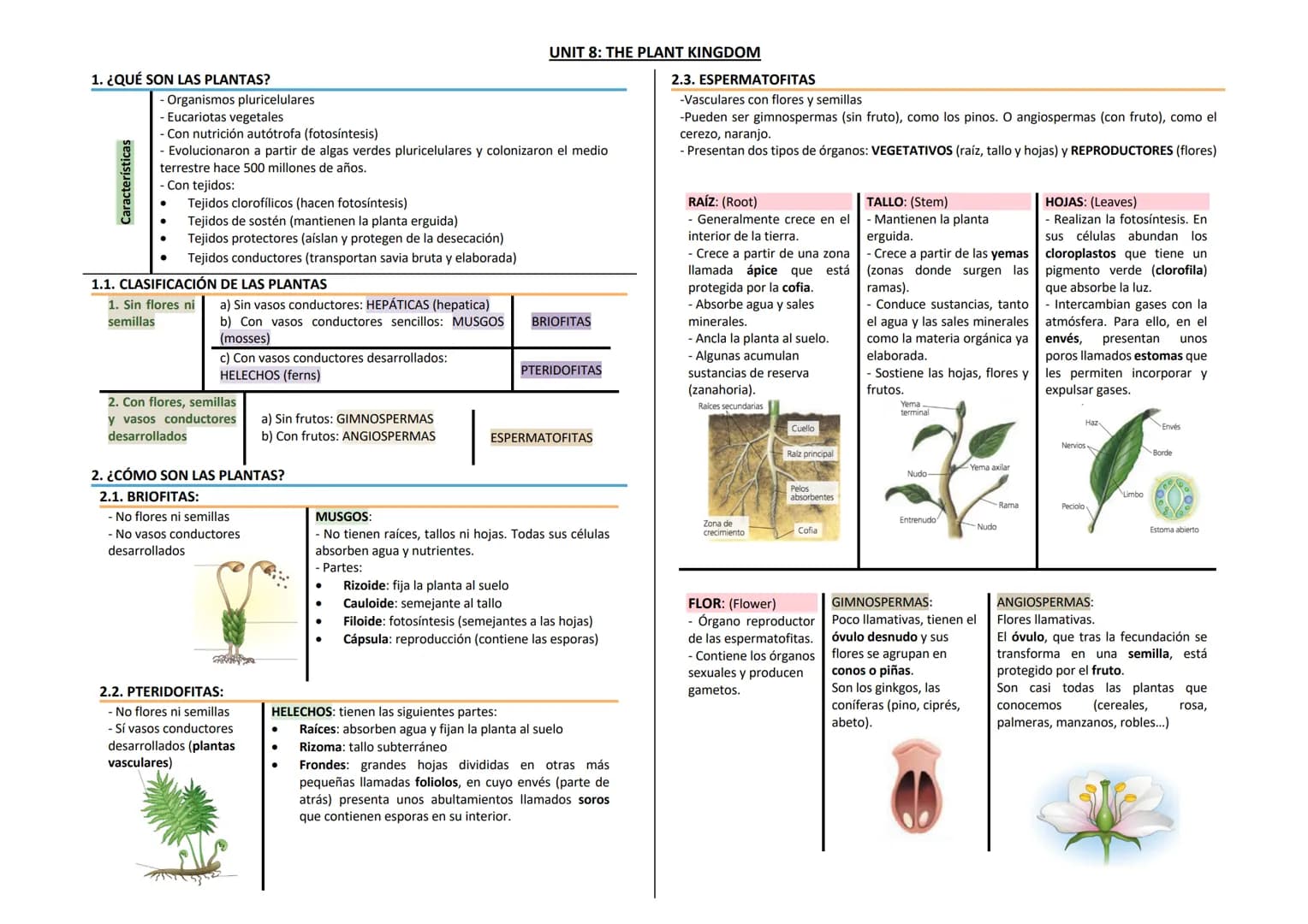 1. ¿QUÉ SON LAS PLANTAS?
Características
Organismos pluricelulares
Eucariotas vegetales
●
Con nutrición autótrofa (fotosíntesis)
- Evolucion