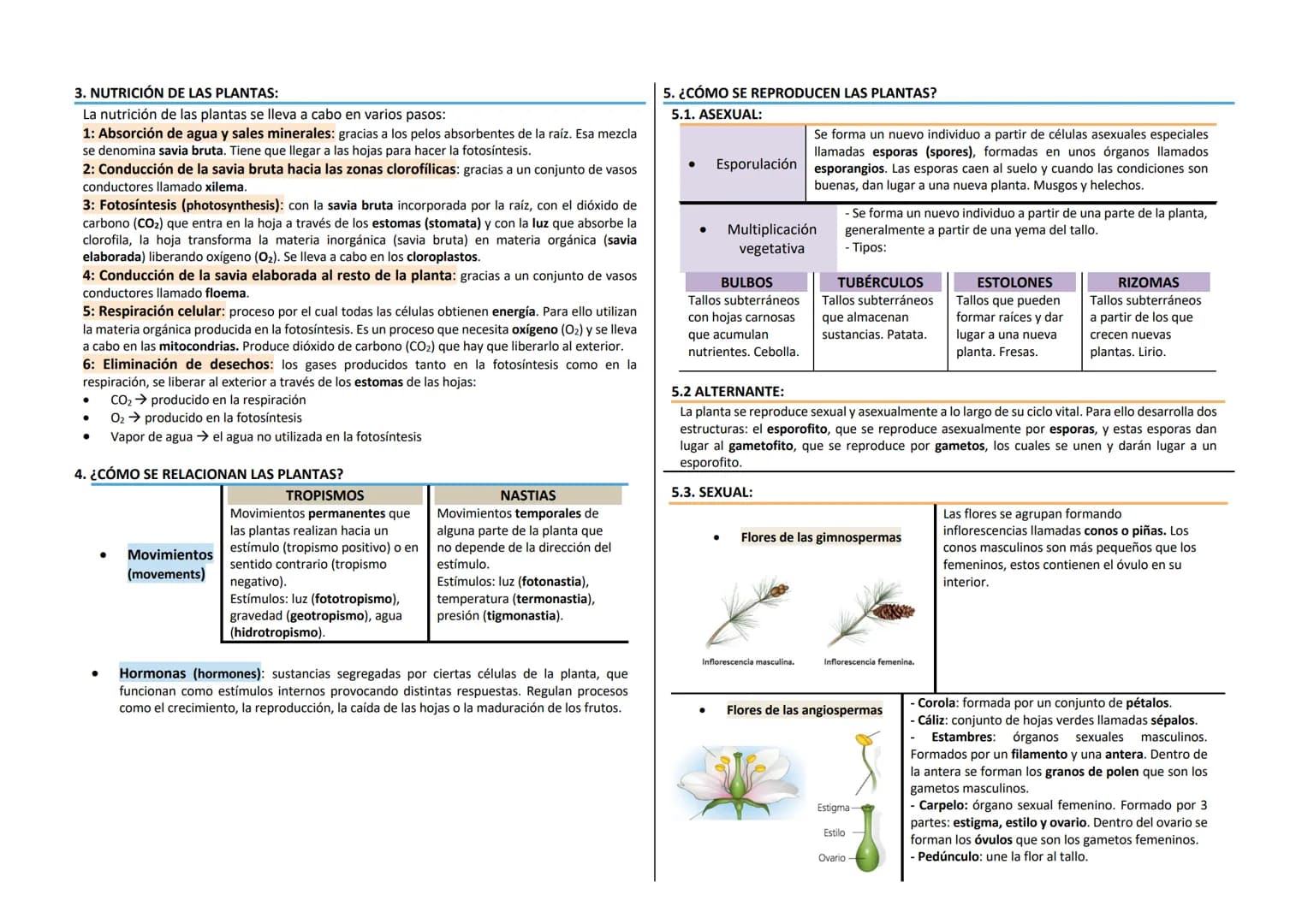 1. ¿QUÉ SON LAS PLANTAS?
Características
Organismos pluricelulares
Eucariotas vegetales
●
Con nutrición autótrofa (fotosíntesis)
- Evolucion