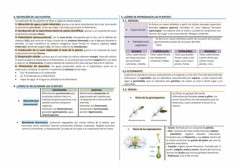 1. ¿QUÉ SON LAS PLANTAS?
Características
Organismos pluricelulares
Eucariotas vegetales
●
Con nutrición autótrofa (fotosíntesis)
- Evolucion