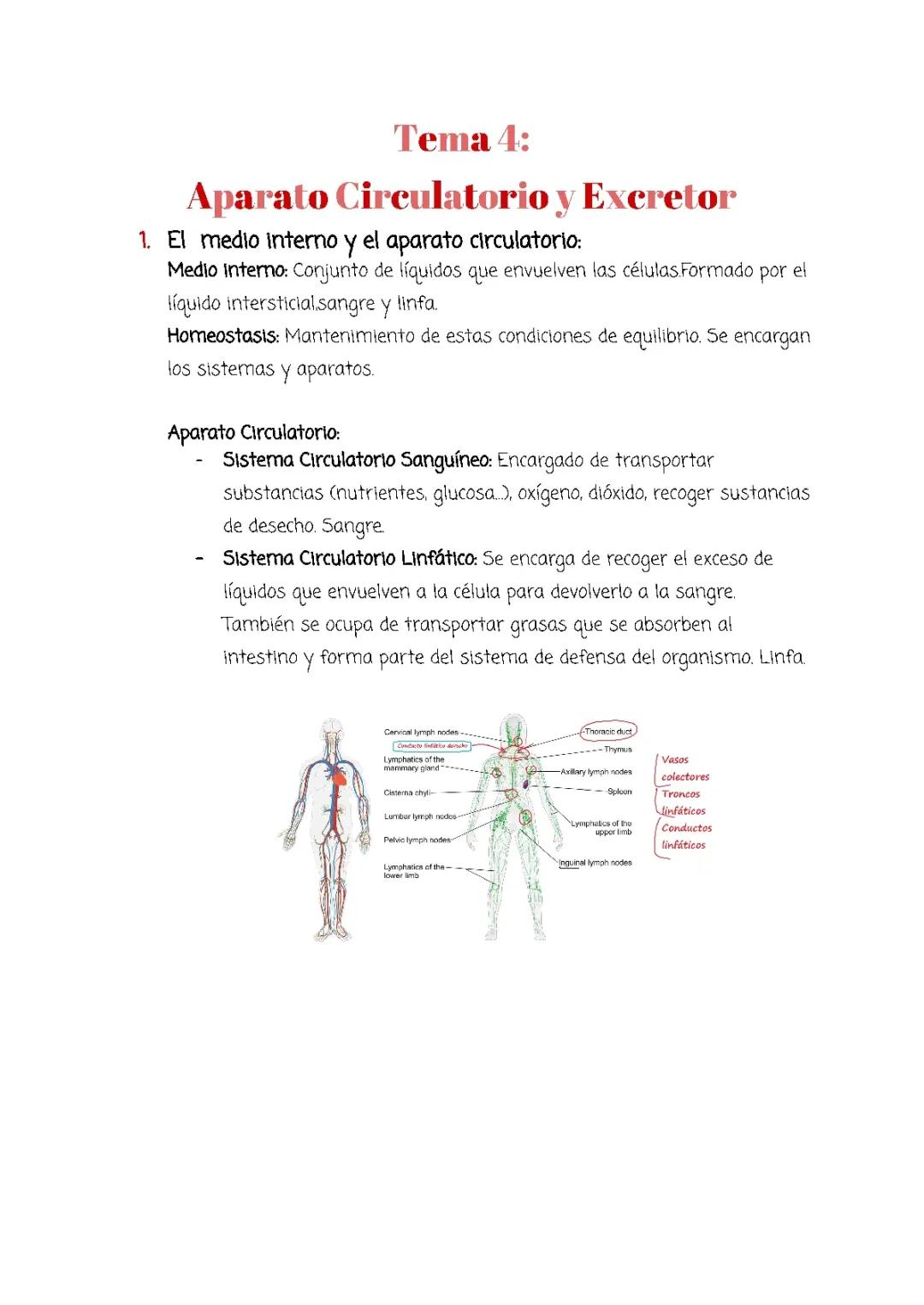 Todo sobre el Sistema Circulatorio, la Sangre y la Homeostasis