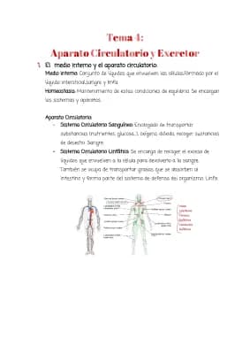 Know Biología: Aparato circulatorio y Aparato excretor thumbnail