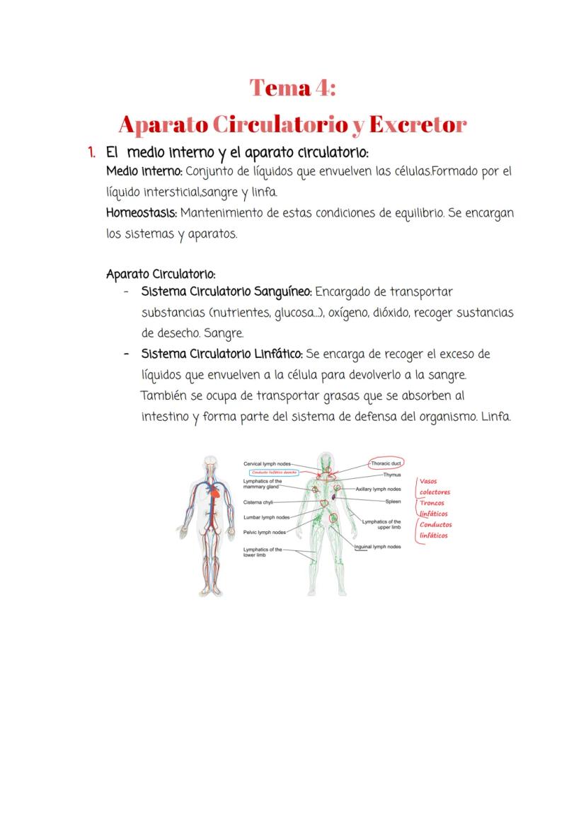 Tema 4:
Aparato Circulatorio y Excretor
1. El medio interno y el aparato circulatorio:
Medio interno: Conjunto de líquidos que envuelven las