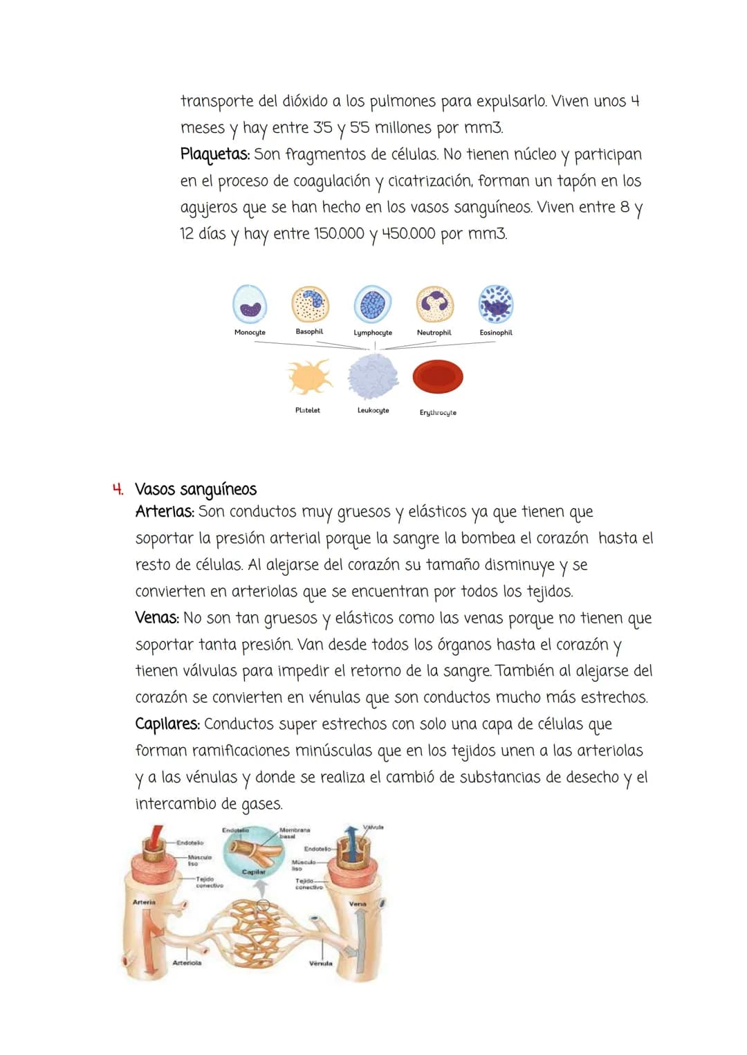 Tema 4:
Aparato Circulatorio y Excretor
1. El medio interno y el aparato circulatorio:
Medio interno: Conjunto de líquidos que envuelven las