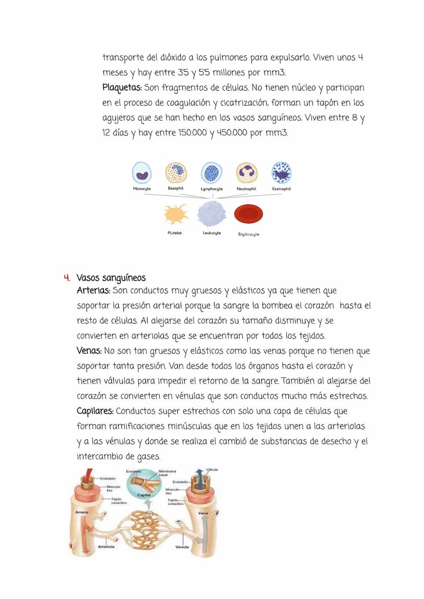 Tema 4:
Aparato Circulatorio y Excretor
1. El medio interno y el aparato circulatorio:
Medio interno: Conjunto de líquidos que envuelven las