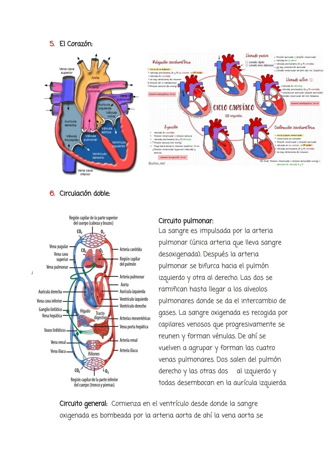 Tema 4:
Aparato Circulatorio y Excretor
1. El medio interno y el aparato circulatorio:
Medio interno: Conjunto de líquidos que envuelven las