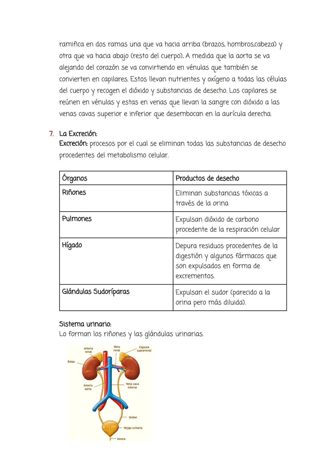 Tema 4:
Aparato Circulatorio y Excretor
1. El medio interno y el aparato circulatorio:
Medio interno: Conjunto de líquidos que envuelven las