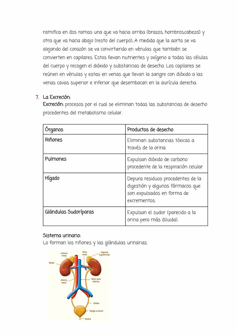 Tema 4:
Aparato Circulatorio y Excretor
1. El medio interno y el aparato circulatorio:
Medio interno: Conjunto de líquidos que envuelven las