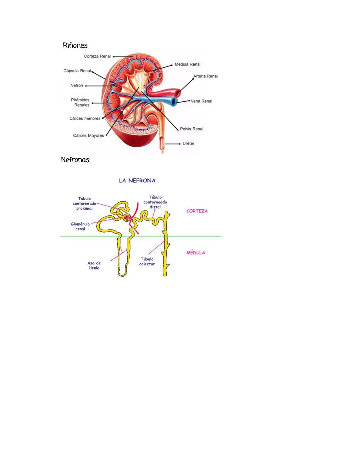 Tema 4:
Aparato Circulatorio y Excretor
1. El medio interno y el aparato circulatorio:
Medio interno: Conjunto de líquidos que envuelven las