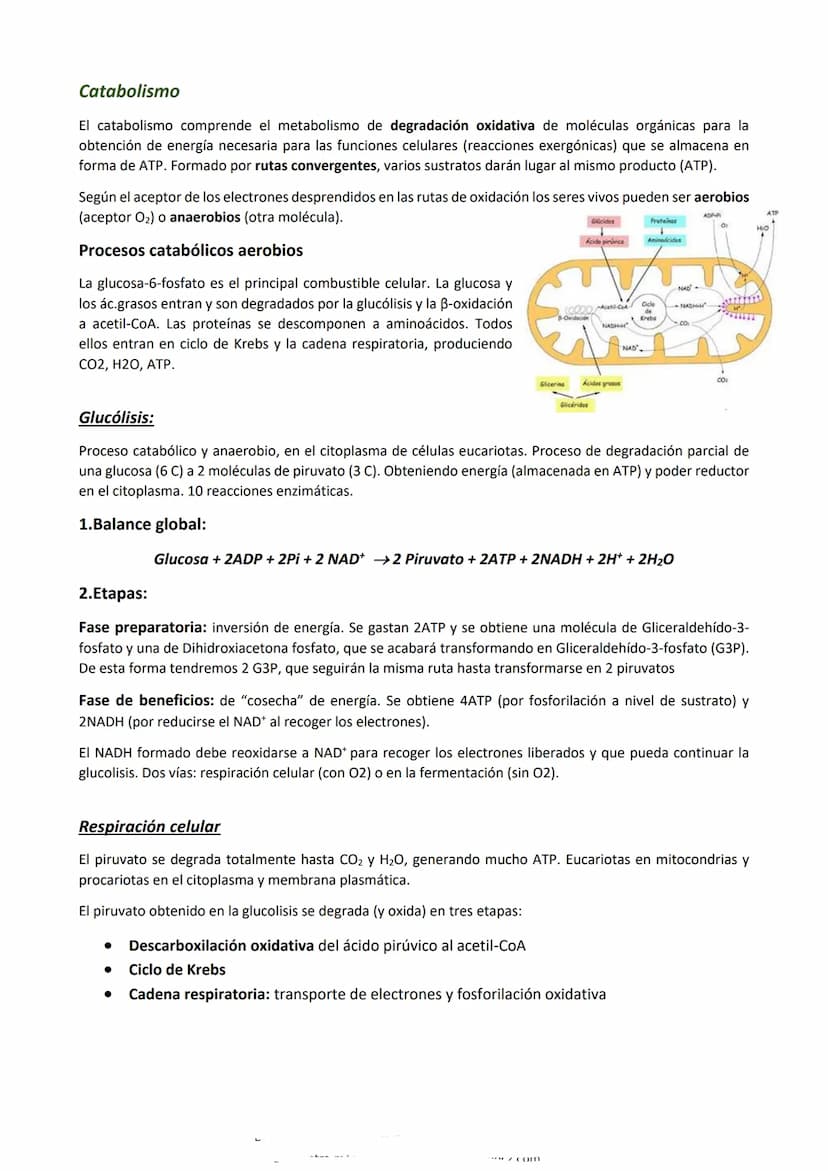 Metabolismo
Es el conjunto de reacciones químicas y procesos energéticos que tienen lugar en las células, mediante las
que realizan todas su