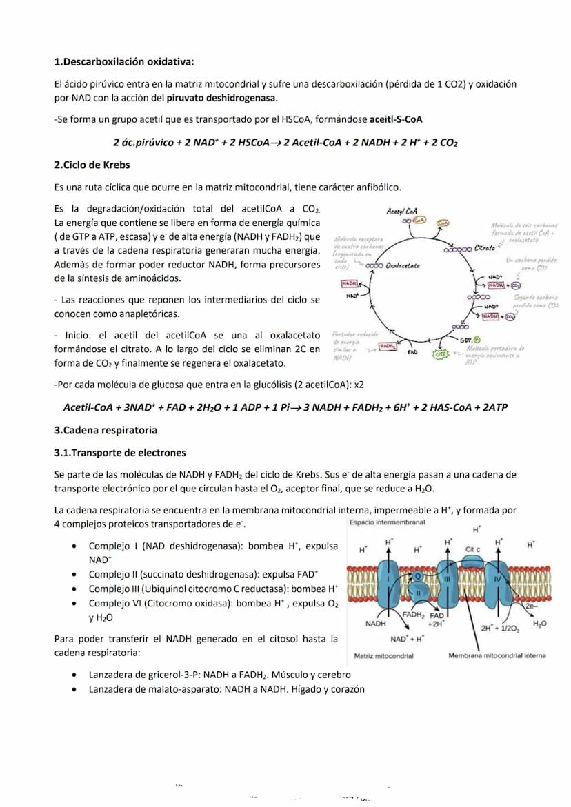 Metabolismo
Es el conjunto de reacciones químicas y procesos energéticos que tienen lugar en las células, mediante las
que realizan todas su