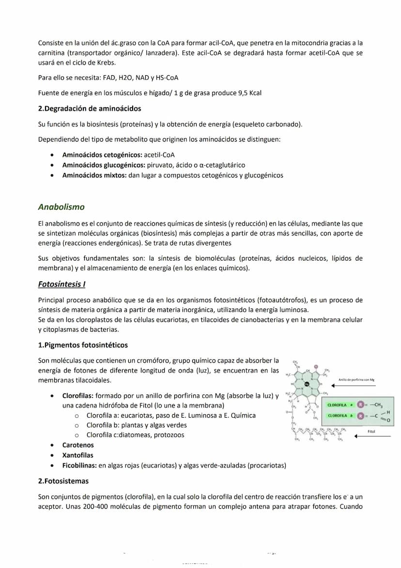 Metabolismo
Es el conjunto de reacciones químicas y procesos energéticos que tienen lugar en las células, mediante las
que realizan todas su