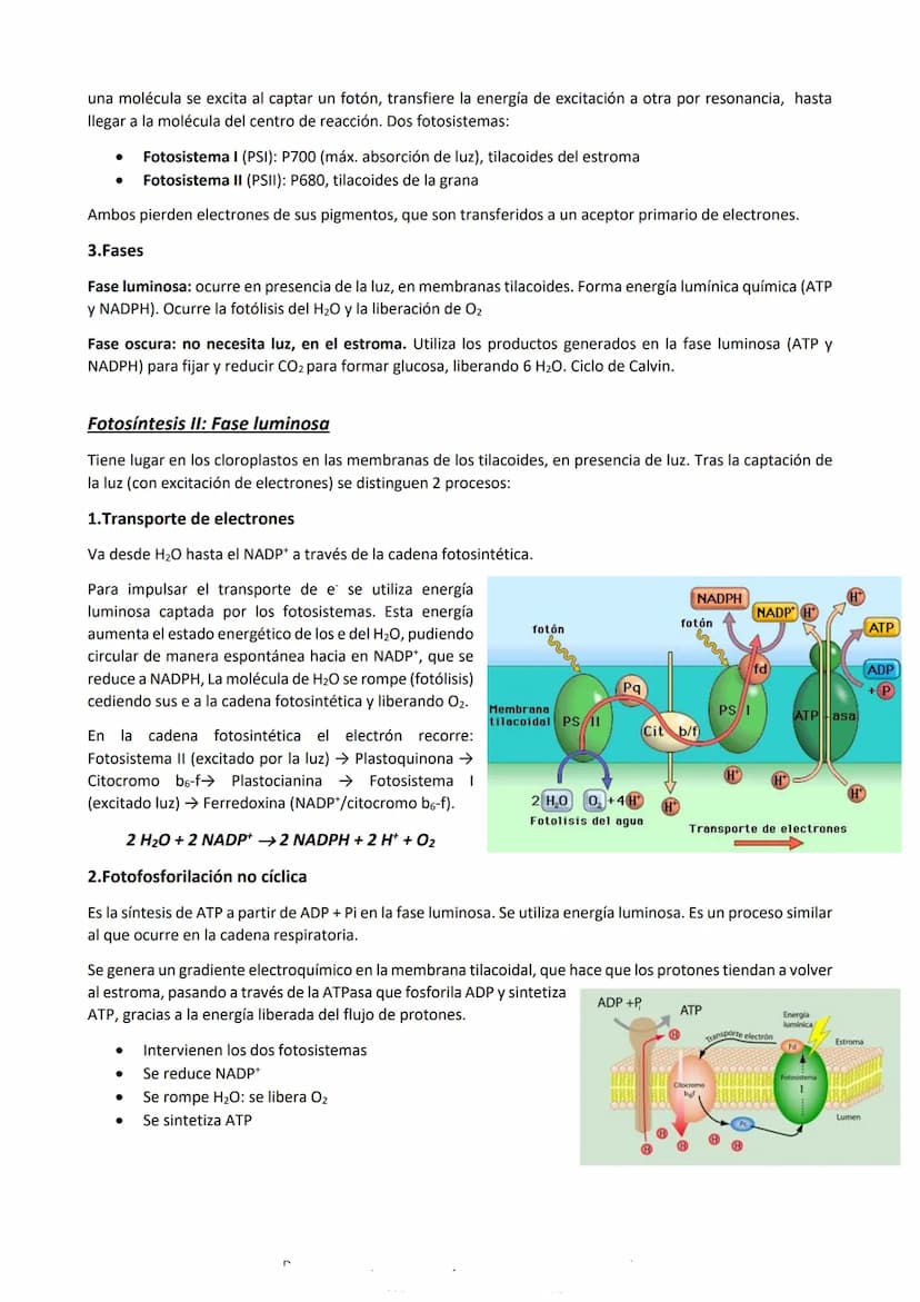 Metabolismo
Es el conjunto de reacciones químicas y procesos energéticos que tienen lugar en las células, mediante las
que realizan todas su