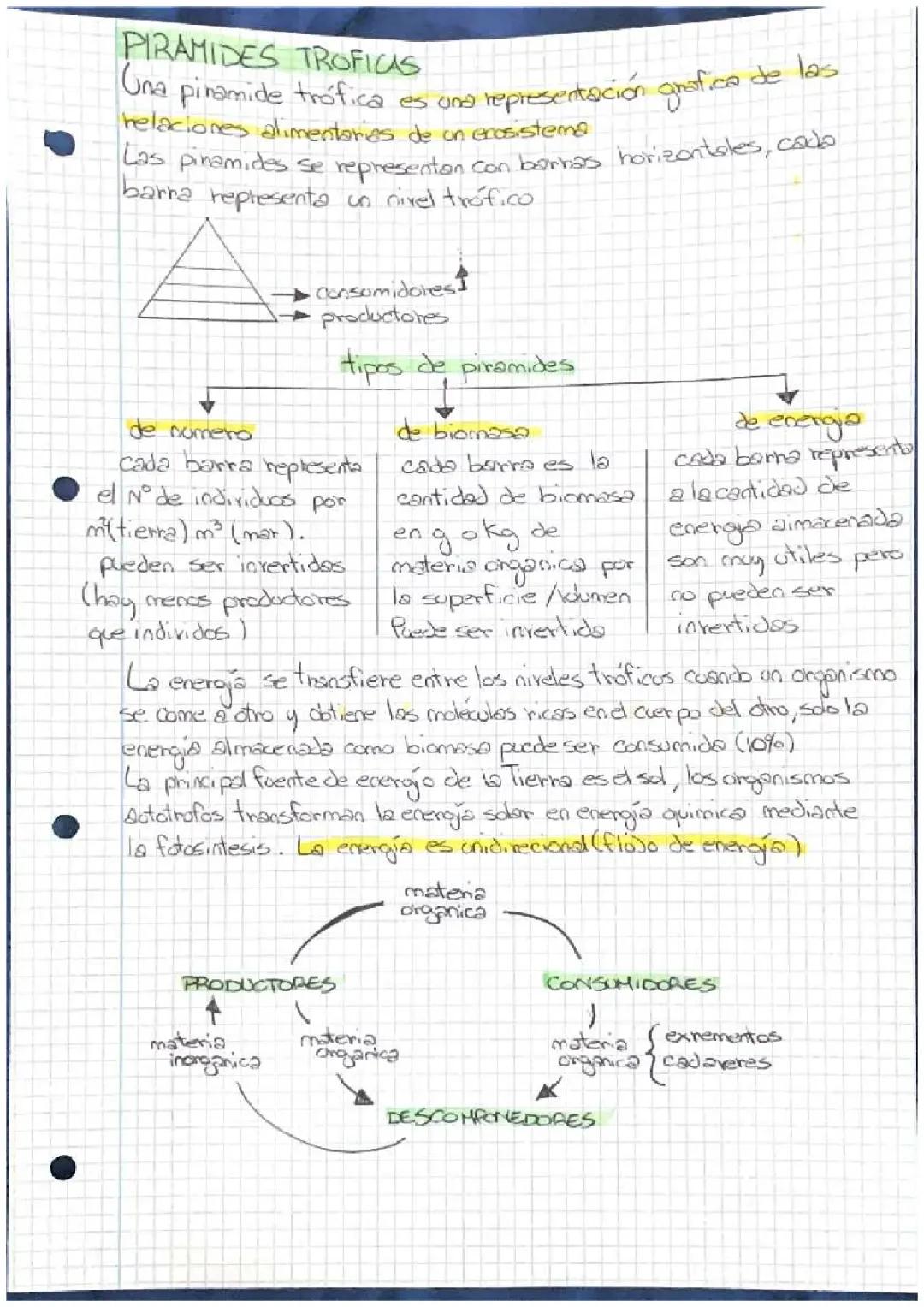pirámides tróficas,ciclos biogeoquímicos y sucesión ecológica 