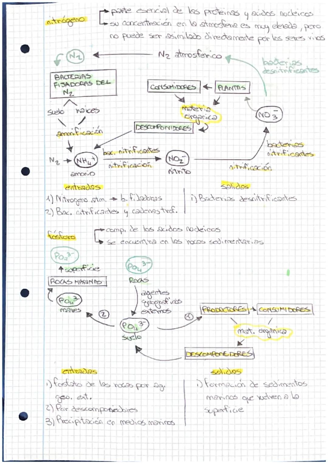 ●
PIRAMIDES TROFICAS
Una
pinamide tráfica es una representación grafico de las
relaciones alimentarias de un ecosistema
Las pinamides se rep