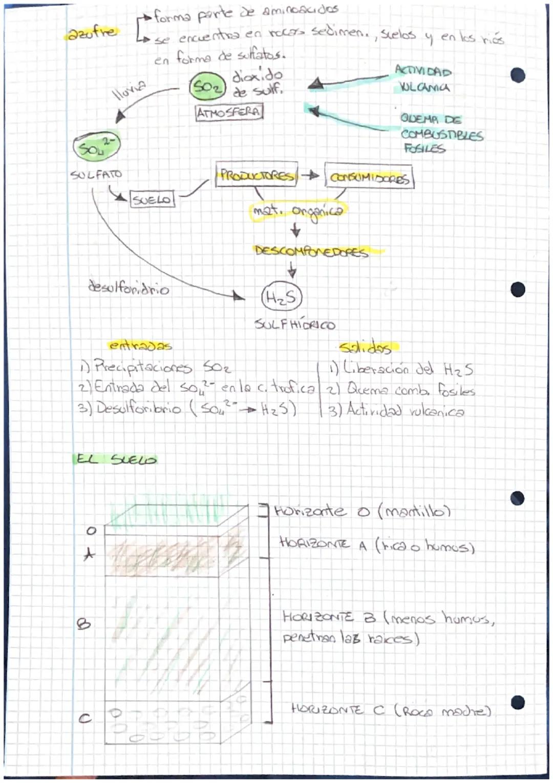 ●
PIRAMIDES TROFICAS
Una
pinamide tráfica es una representación grafico de las
relaciones alimentarias de un ecosistema
Las pinamides se rep