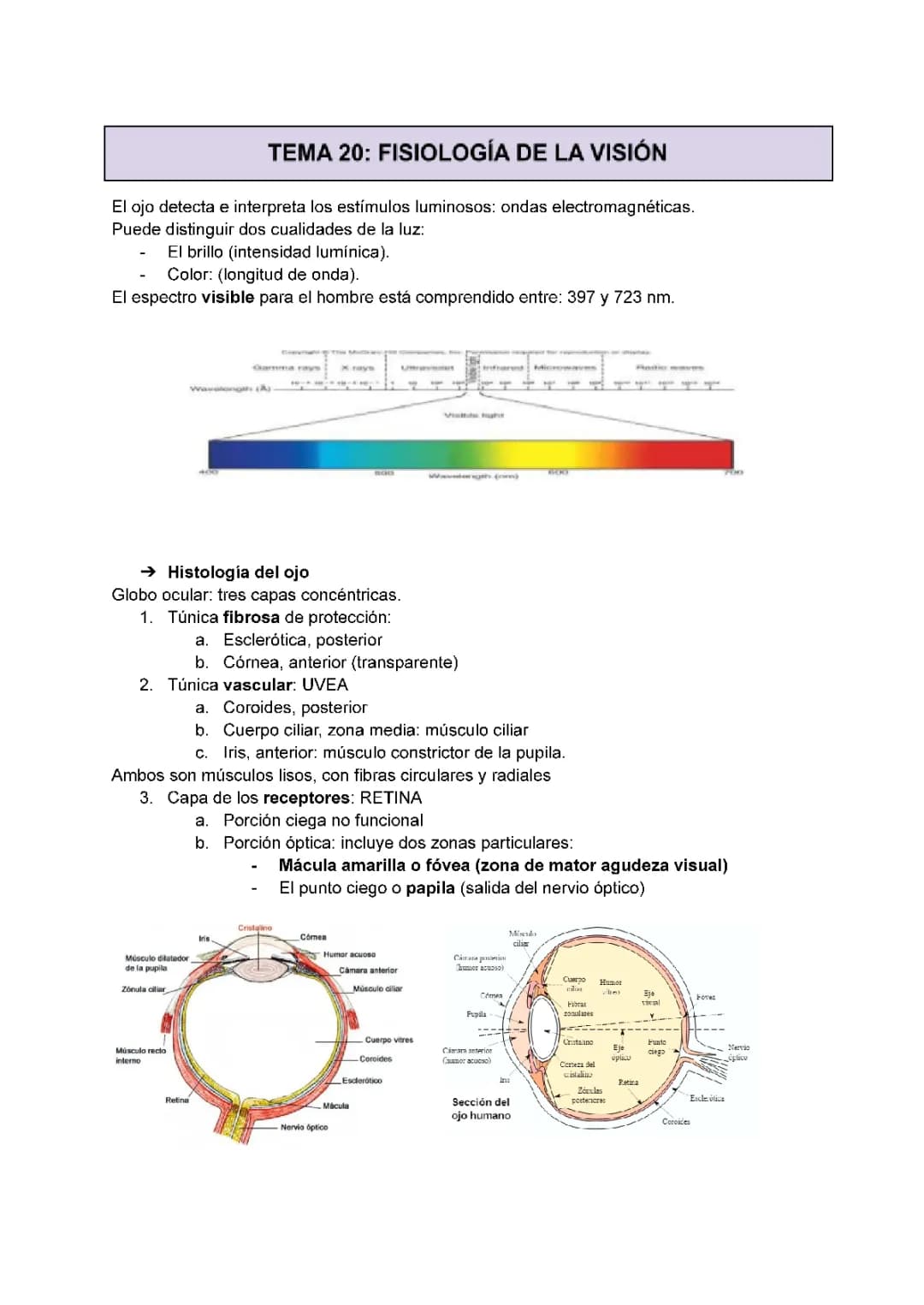 APUNTES SOBRE LA VISIÓN BIOLOGÍA