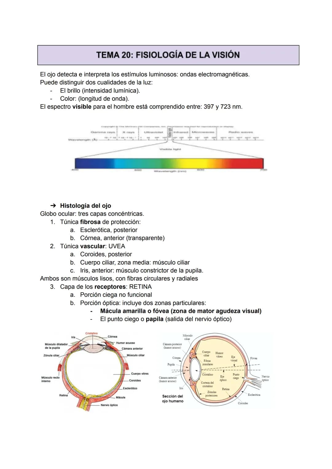 TEMA 20: FISIOLOGÍA DE LA VISIÓN
El ojo detecta e interpreta los estímulos luminosos: ondas electromagnéticas.
Puede distinguir dos cualidad
