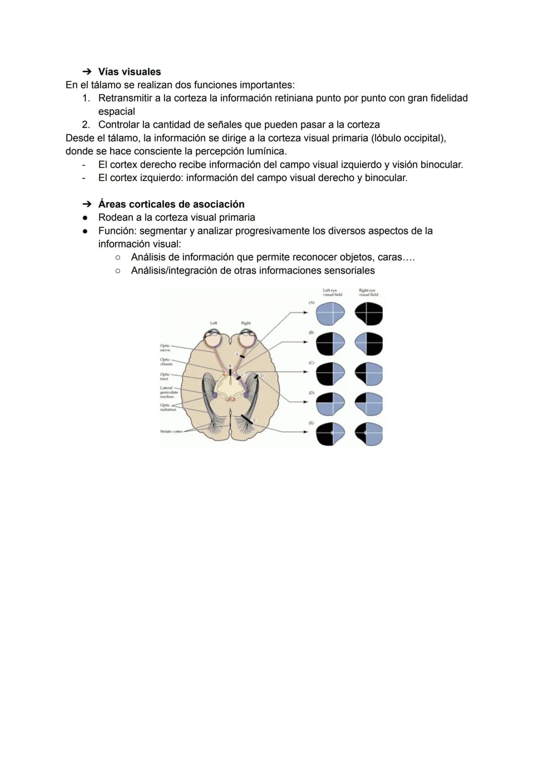 TEMA 20: FISIOLOGÍA DE LA VISIÓN
El ojo detecta e interpreta los estímulos luminosos: ondas electromagnéticas.
Puede distinguir dos cualidad