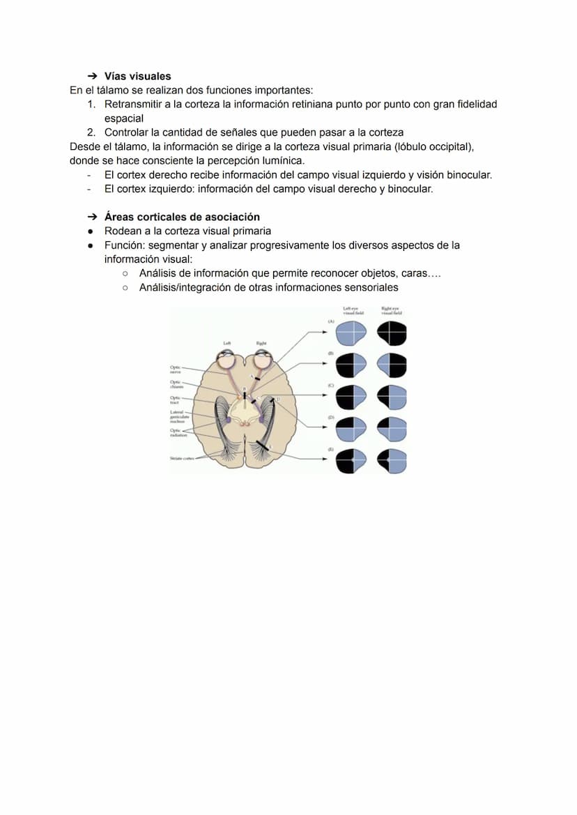 TEMA 20: FISIOLOGÍA DE LA VISIÓN
El ojo detecta e interpreta los estímulos luminosos: ondas electromagnéticas.
Puede distinguir dos cualidad