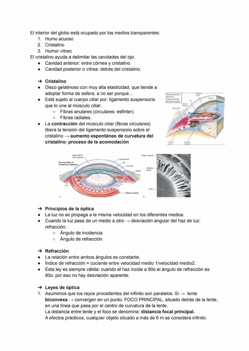 TEMA 20: FISIOLOGÍA DE LA VISIÓN
El ojo detecta e interpreta los estímulos luminosos: ondas electromagnéticas.
Puede distinguir dos cualidad