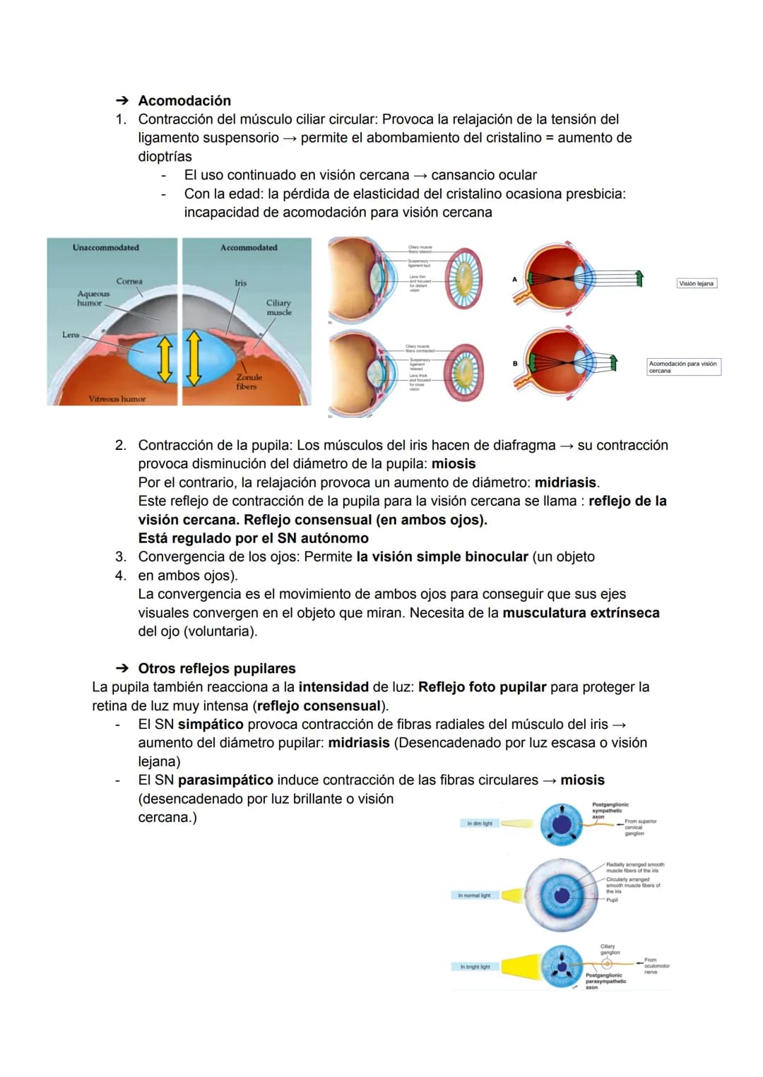 TEMA 20: FISIOLOGÍA DE LA VISIÓN
El ojo detecta e interpreta los estímulos luminosos: ondas electromagnéticas.
Puede distinguir dos cualidad