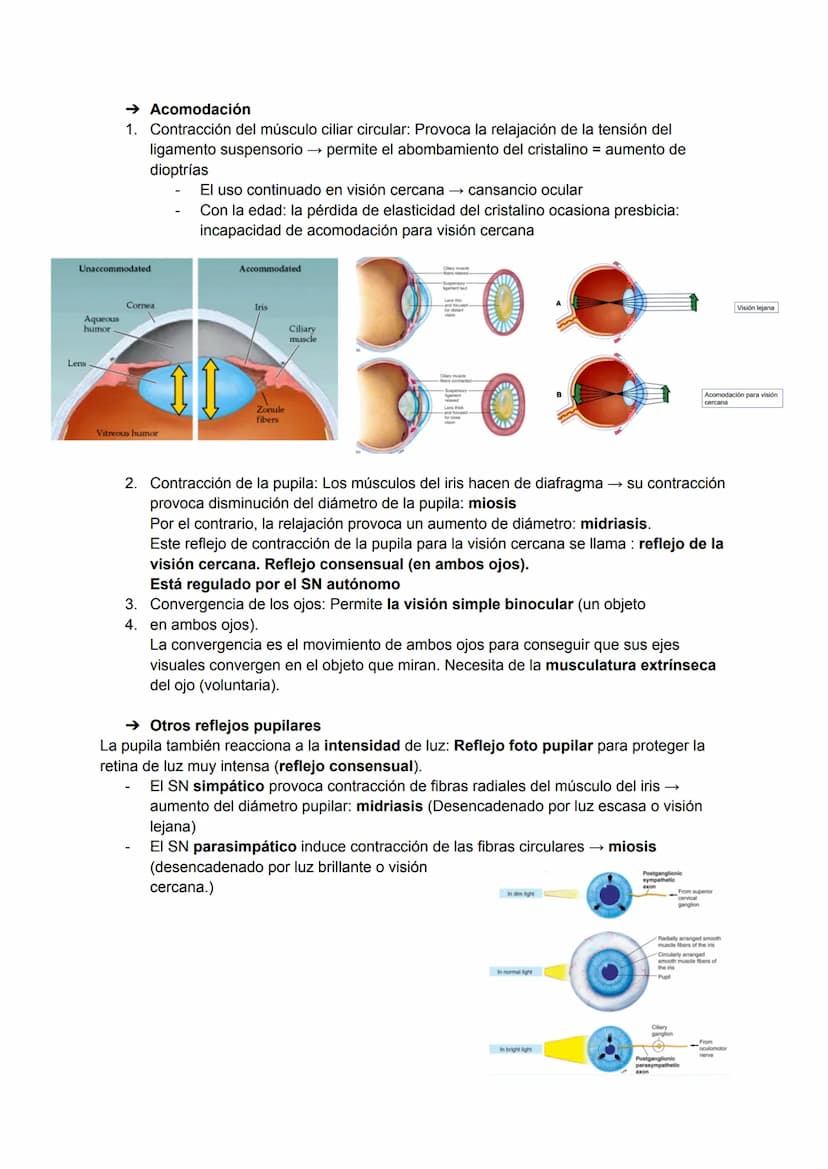 TEMA 20: FISIOLOGÍA DE LA VISIÓN
El ojo detecta e interpreta los estímulos luminosos: ondas electromagnéticas.
Puede distinguir dos cualidad