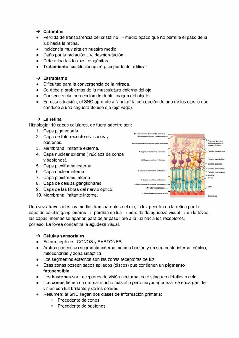 TEMA 20: FISIOLOGÍA DE LA VISIÓN
El ojo detecta e interpreta los estímulos luminosos: ondas electromagnéticas.
Puede distinguir dos cualidad