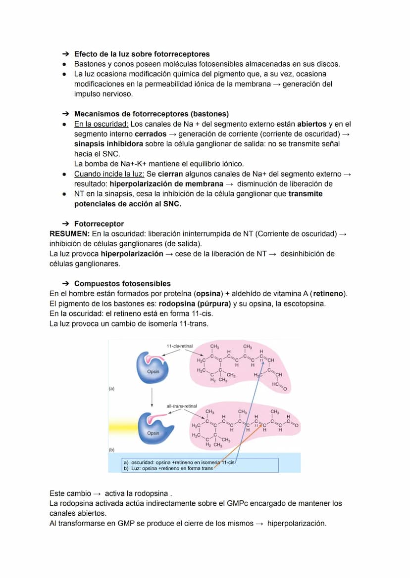TEMA 20: FISIOLOGÍA DE LA VISIÓN
El ojo detecta e interpreta los estímulos luminosos: ondas electromagnéticas.
Puede distinguir dos cualidad